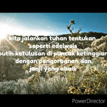 story wa bunga edelweis