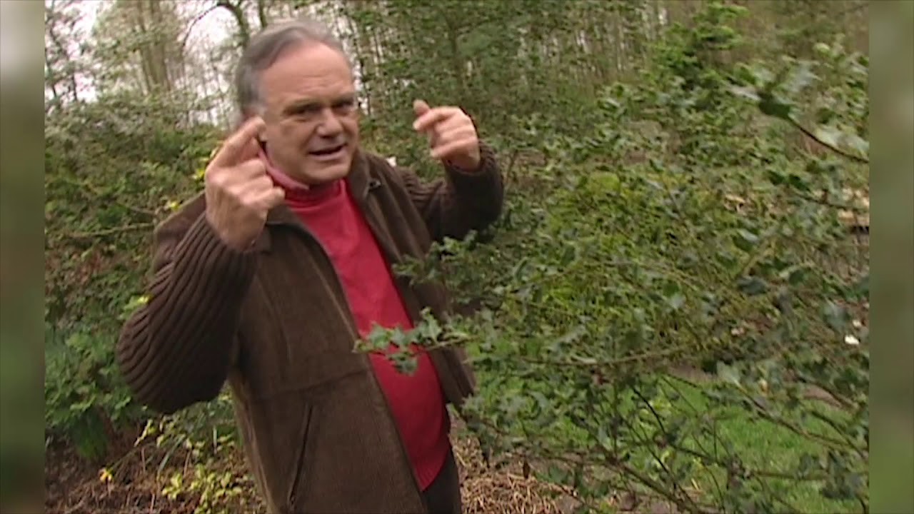 Les houx persistants