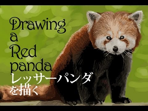 レッサーパンダの絵を描く Drawing A Red Panda Youtube