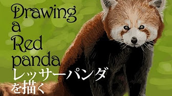 レッサーパンダ イラスト 描き方まとめ Youtube