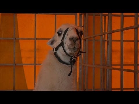Serge, le lama bordelais qui a pris le tramway - 01/11