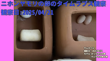 【Memorandum】 2025年04月21日 RPi-Cam-Web-Interfaceを用いたニホンヤモリの卵のTimelapse観察