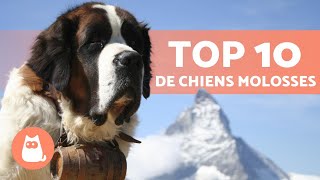 10 RACES de CHIENS MOLOSSES