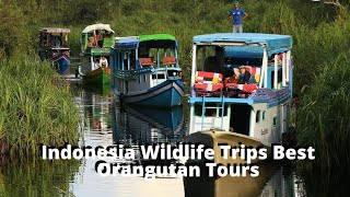 Tanjung Puting National Park at Central Borneo || Indonesia Wildlife Trips Best Orangutan Tours screenshot 5