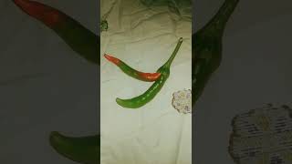 allaha j koto mohan sisti jogot tar proman