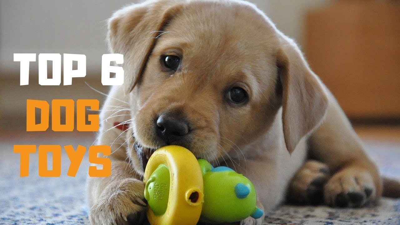 best chew toys for dogs