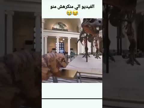 ديناصور يبكي على جد منظر مأثر