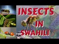 Swahili insects in swahili