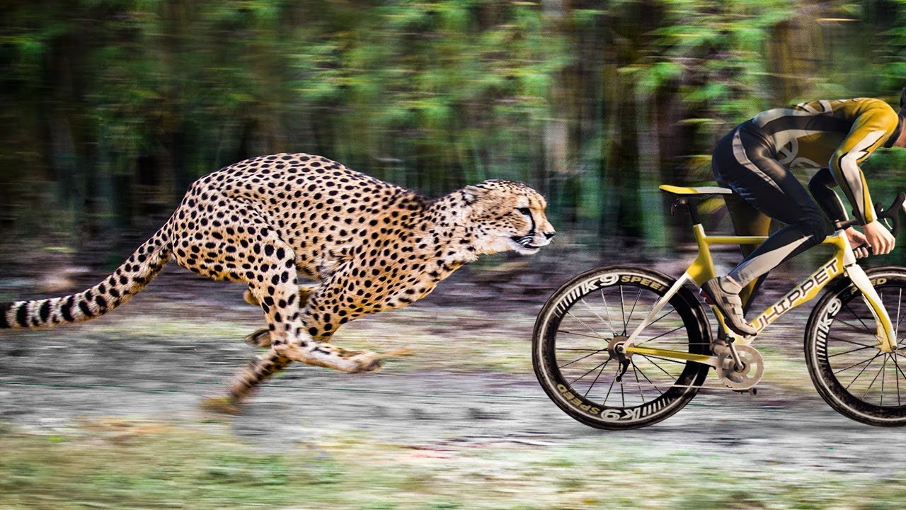 Сколько скорость гепарда. Гепард бежит. Гепард в беге. Скорость гепарда. Бегающие животные.