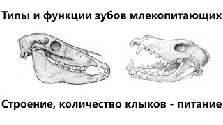 Типы и функции зубов млекопитающих, строение и количество клыков для определения типа питания - ЕГЭ