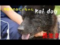 甲斐犬と鶯の森に!　In Kai Ken and Uguisunomori!　【Samurai dog TV】