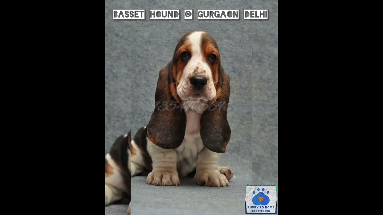 Hush Puppies fame Basset Hound @ Gurgaon Delhi NCR India 9354705896 