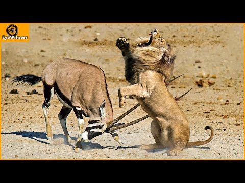 10 Horrific Moments When Deadly Horns Crush Predators | Wild Animal