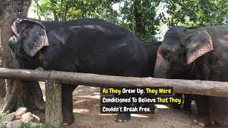 The Elephant and the Rope: Breaking Free from Mental Chains