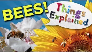 What's Happening to All the Bees? | Things Explained