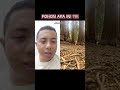 ada yang tau pohon apa ini ? #youtube #youtubeshorts #shorts #pohon #besar #purba