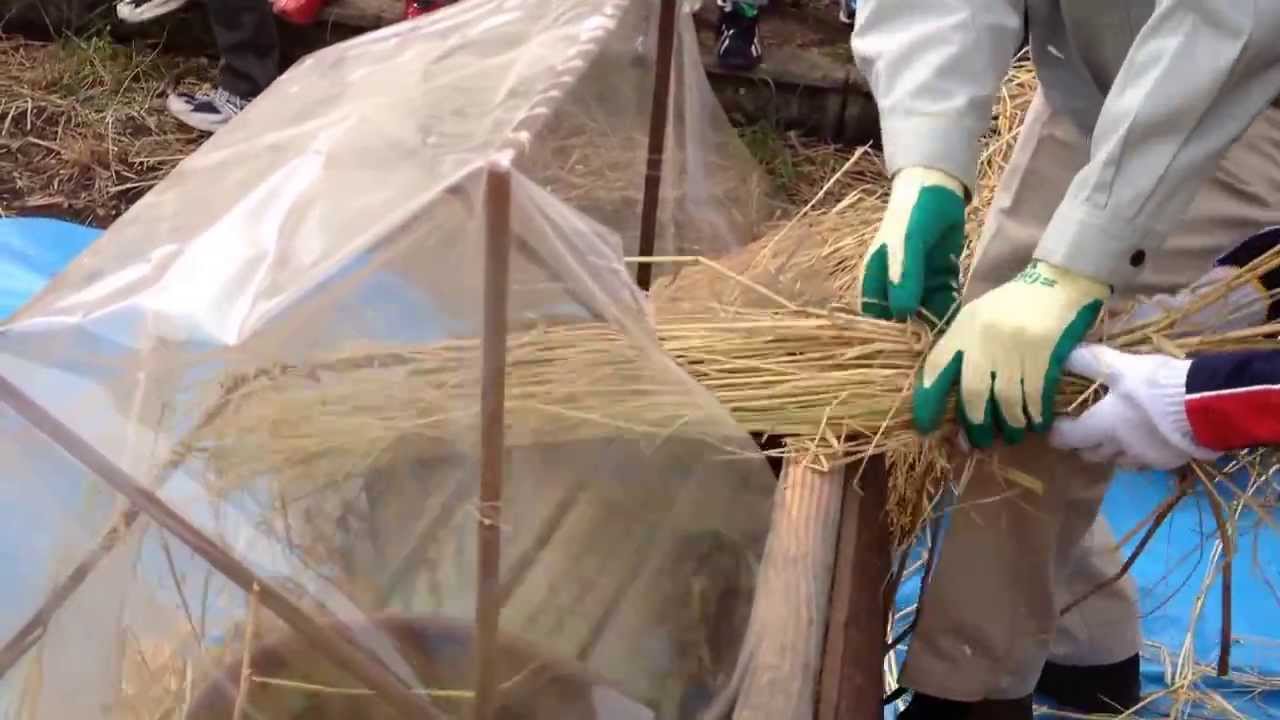 懐かしい足踏式脱穀機 Youtube