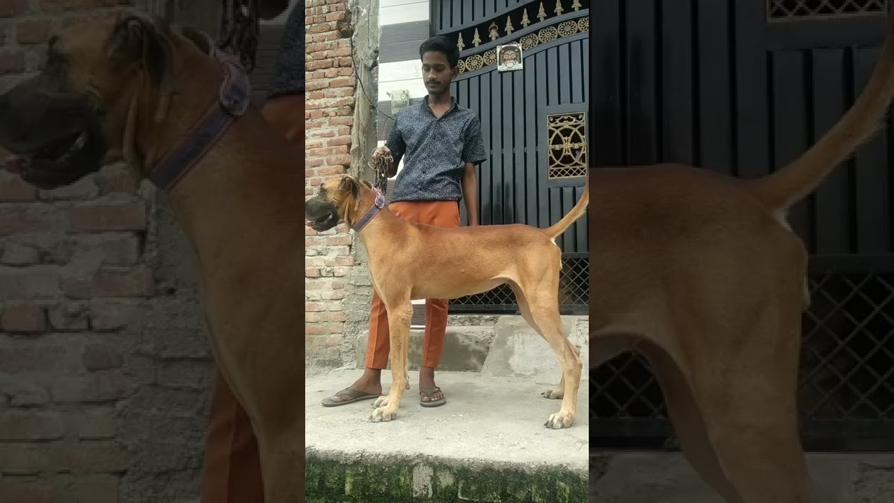 Great Dane– Fawn Great Dane Female 