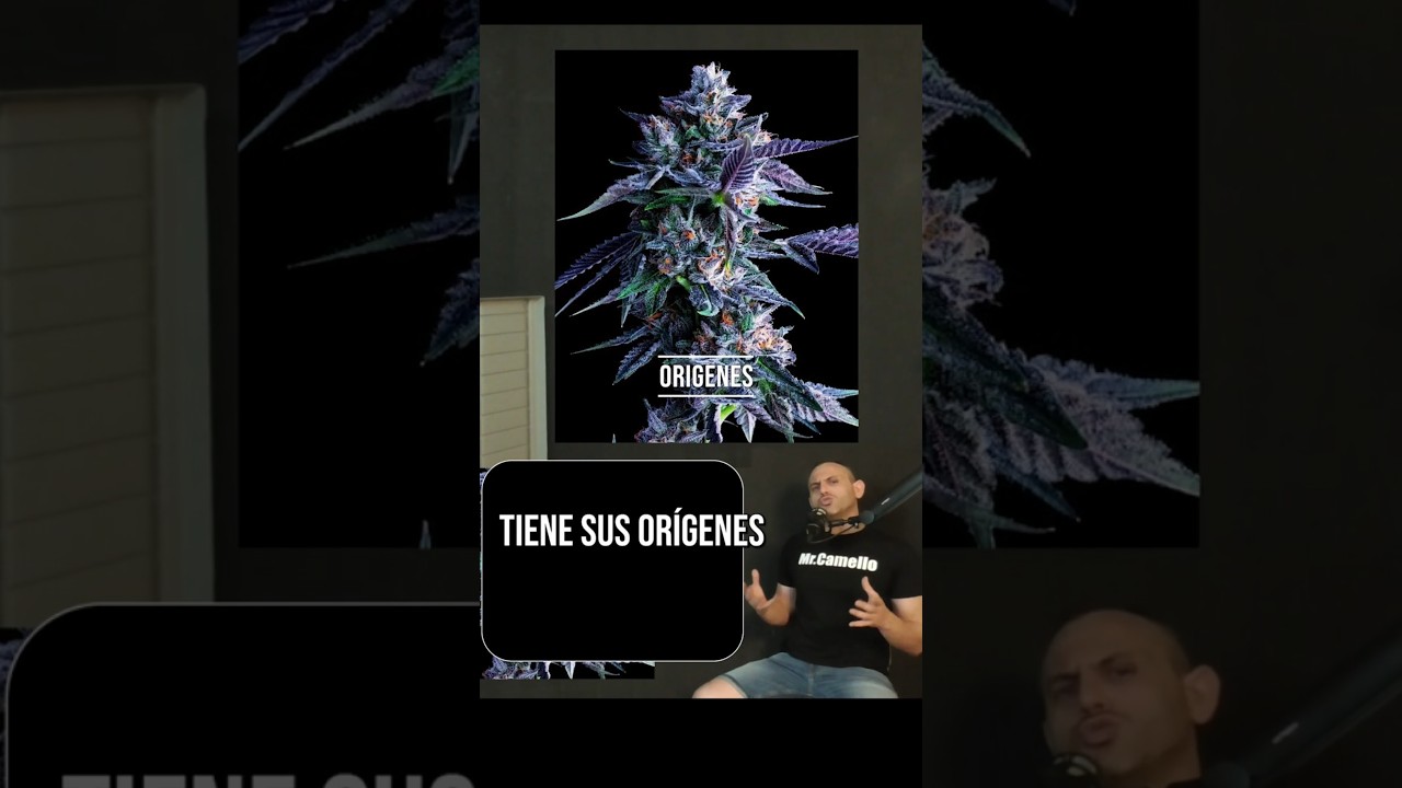 ORÍGENES: CHOCOLOPE (Variedad de Marihuana)