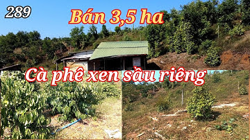 Bán 3,5ha cà phê + sầu riêng xã Quảng Tân huyện Tuy Đức/Nhà Đất Văn Quang