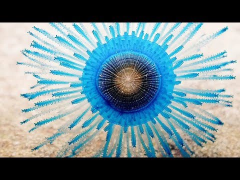 7 Astounding Facts About the Blue Button Jellyfish - 30A