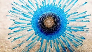Mesmerising Blue Button Jellyfish