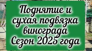 Поднятие и сухая подвязка винограда. Сезон 2025 года