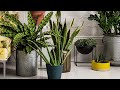 🌵✅DECORACION DE INTERIOR CON PLANTAS - Cómo decorar tu casa 🏠 con plantas 🪴 2021