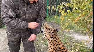 Зашел к Леопарду ,а  Он хотел меня укусить !!