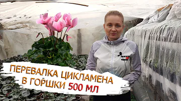 Секрет пышного цветения цикламена. Как правильно пересадить цикламен в горшки