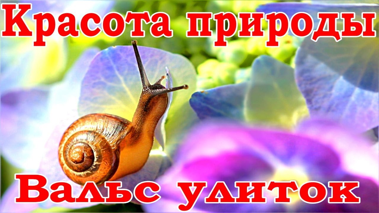 УЛИТКИ - вальс любви. 🌱 КРАСОТА ПРИРОДЫ HD. Amazing Beauty of Nature