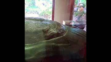 "01"Toàn cảnh Cụ RÙA nằm trong tủ kính trưng bày tại đền NGỌC SƠN (#HỒ HOÀN KIẾM ) #Shors