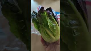 Fresh Lettuce for Salad satisfying healthy nature lettuce shorts