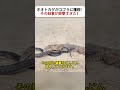 オオトカゲがコブラに挑戦！ その結末が衝撃すぎた！ #野生の戦い #毒蛇の逆襲 #オオトカゲ #動物バトル #自然の掟