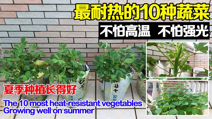 最耐熱的10種蔬菜，不怕強光、不怕高溫，夏天播種也能長得好！|The 10 most heat-resistant vegetables - 天天要聞