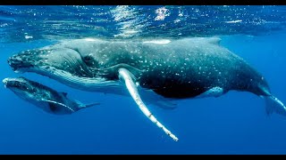 Paus Biru Balaenoptera Musculus