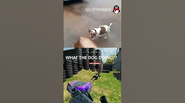 what the dog doing? #codm #codmobile #gaming