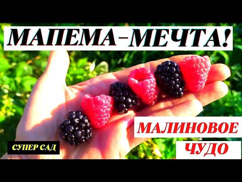 Малина Мапема - чудо-сорт!