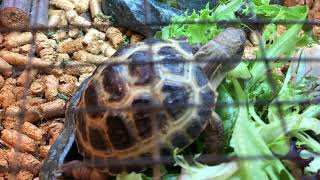 Feeding Fresh Vegs To Horsefield Tortoise Tutti & Frutti