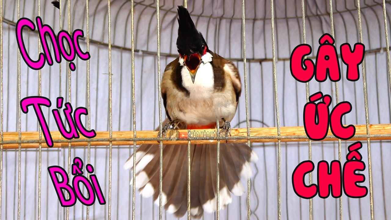 Kích Chào Mào Hót Ché/ Kích Chào Mào Bổi Hót Đấu Mới Nhất / 100% Căng Lửa / Nghe Là Phải Đấu .x3