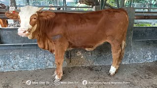 Doro Simental Dan Anak Sapi PO Super Kebumen Dari Juragan Asal Prambanan !!
