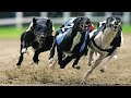 Melhores Cachorros de Corrida Do Mundo [+RAPIDOS]