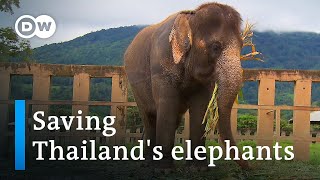 Thailand: The elephant rescuer of Chiang Mai | Global Ideas