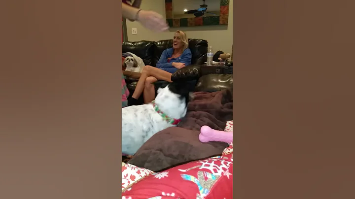 Petey buries and finds his bone!!