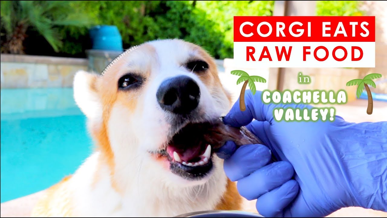 corgi raw diet