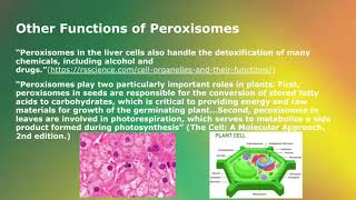 BIO 111 Lab Assignment: Cell Organelles