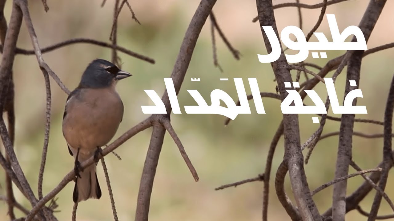 وثائقي طيور غابة المَدّاد الجزائرية - Birds of El Meddad