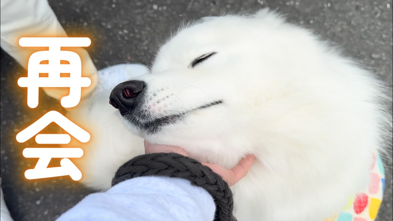 Japanese Samoyed happy to see his dad again for the first time in