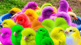 World Cute Chickens, Colorful Chickens, Rainbows Chickens, Cute Ducks, cute Cats ,cute animals#2