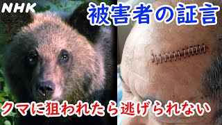 人間を恐れないクマの増加 その理由とは？ そして新たに始まった春期管理捕獲とは？ [北海道道] | NHK